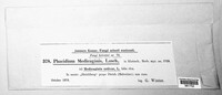 Pseudopeziza medicaginis image